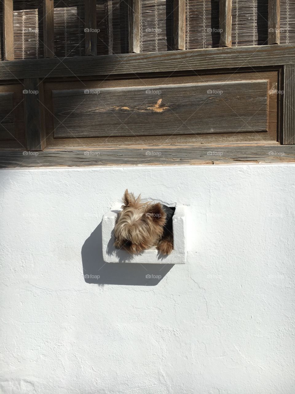 House, Window, Mammal, Dog, Pet