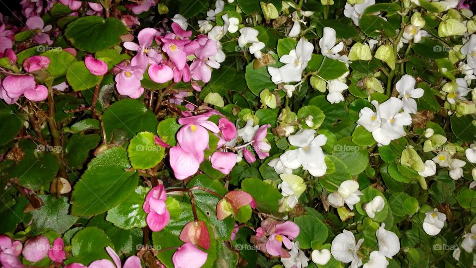 Flower, Nature, Flora, Leaf, Garden