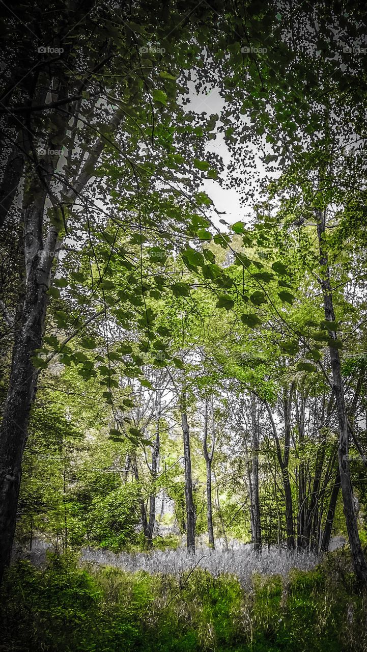 Beautiful lust forest