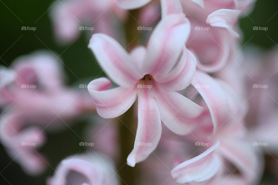 Pink flowers