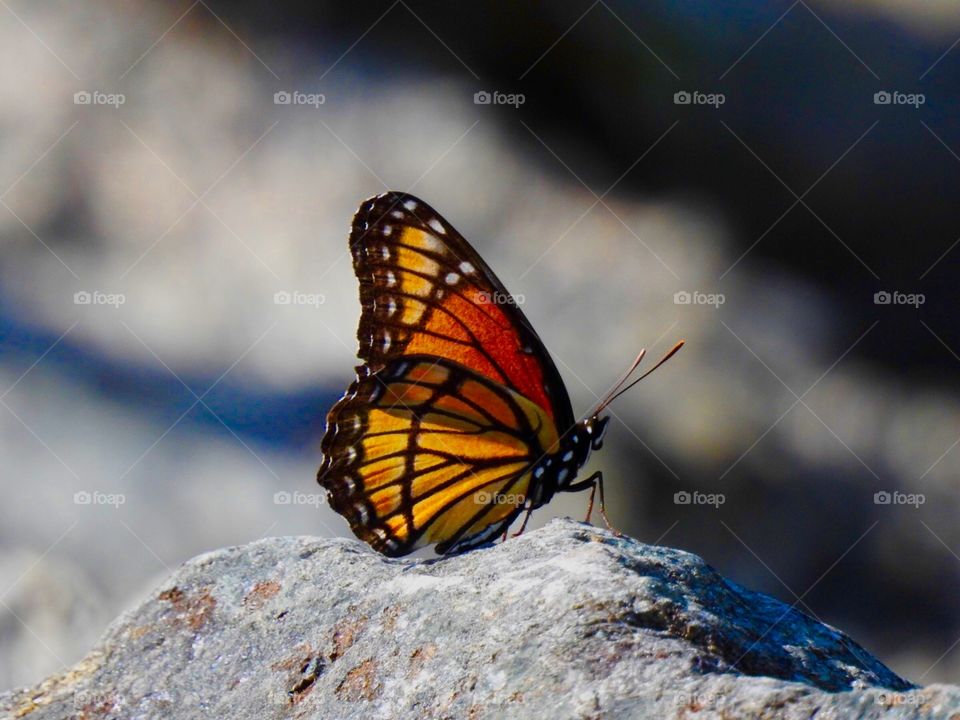 Monarch Butterfly Resting on a Rock
