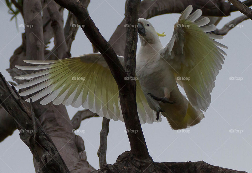 Cockatoo in flight 