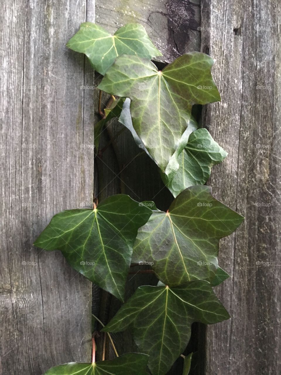 Ivy & wooden planks 