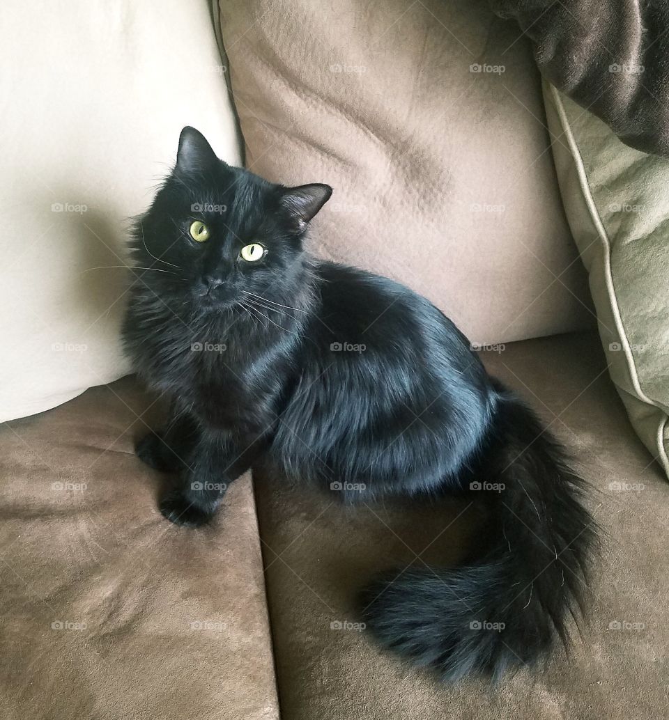 Pretty black kitty 