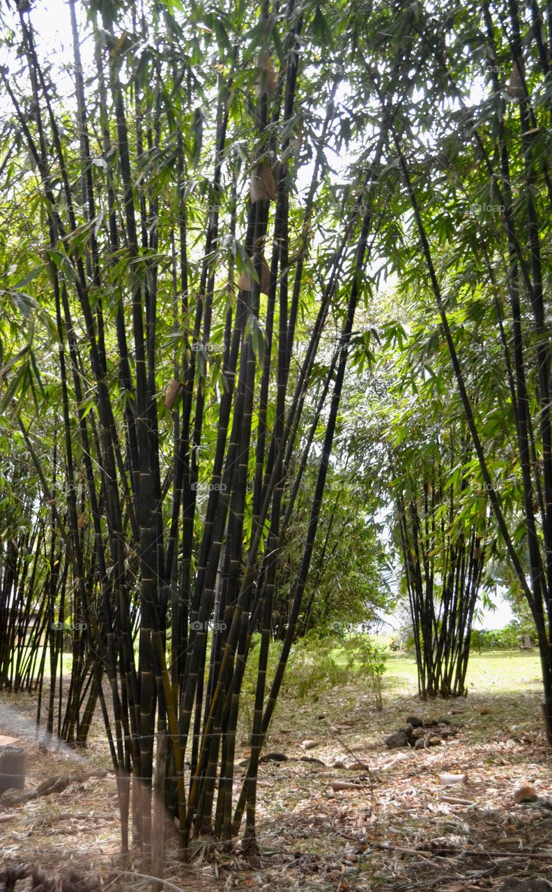 Black Bamboo