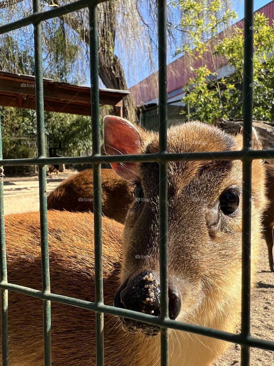 Deers behind the fence