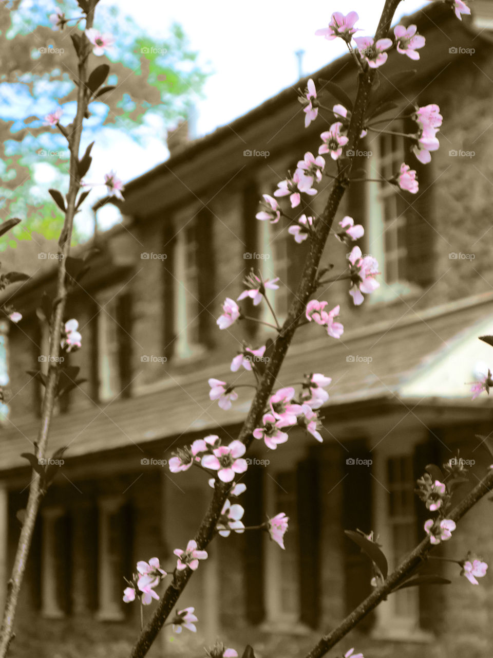 Take the Nostalgic Way Home ( Series )