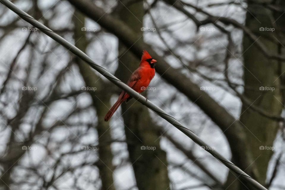 cardinal