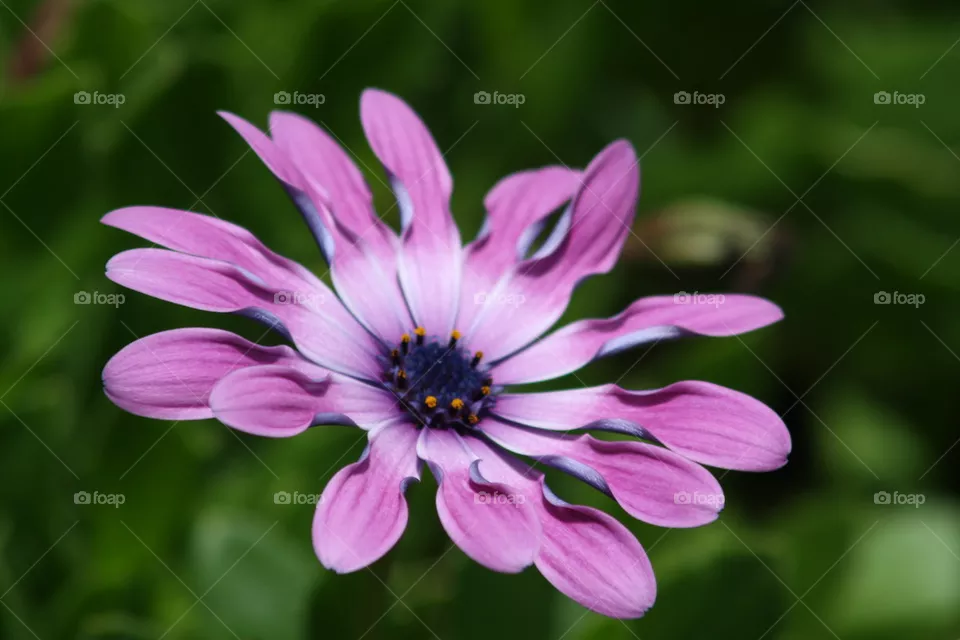 pink flower