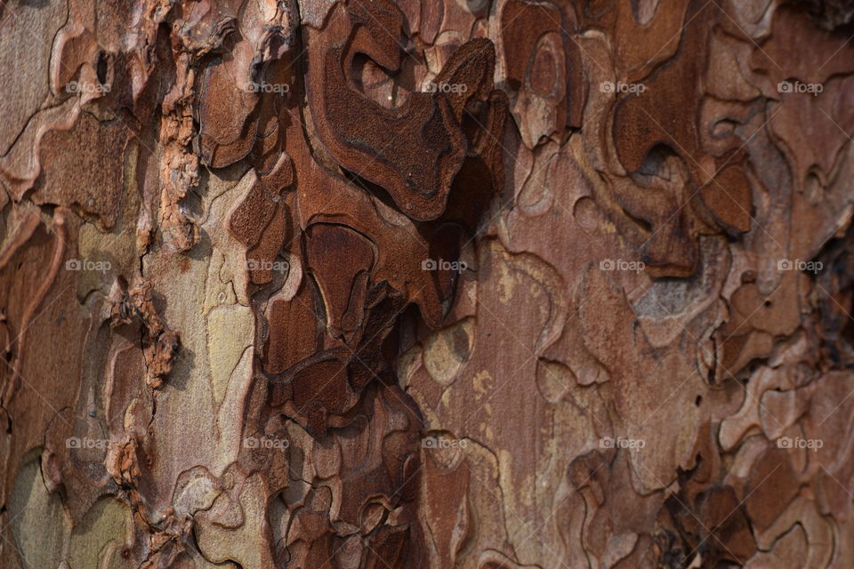 tree bark
