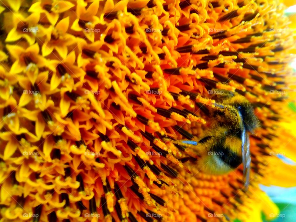 bumblebee on a sunflower