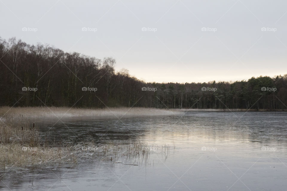 Ice on the lake, forest - frozen . Is sjö skog