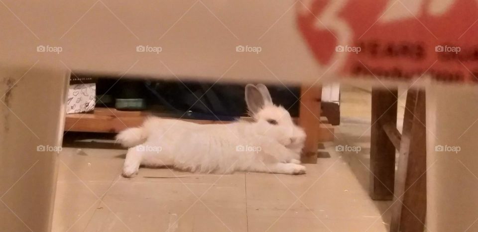 My bunny is relaxing!