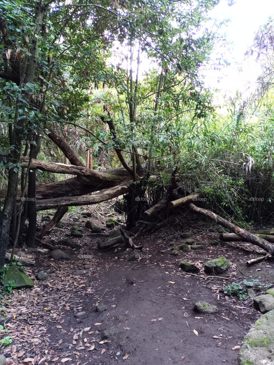 barranco Teror gran canaria