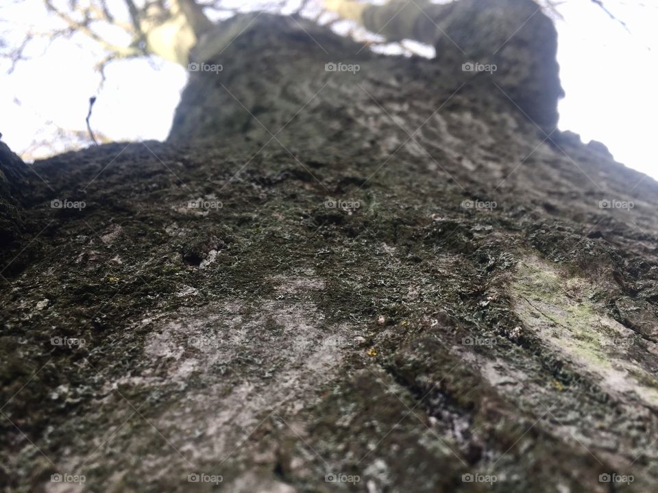 Looking up a tree