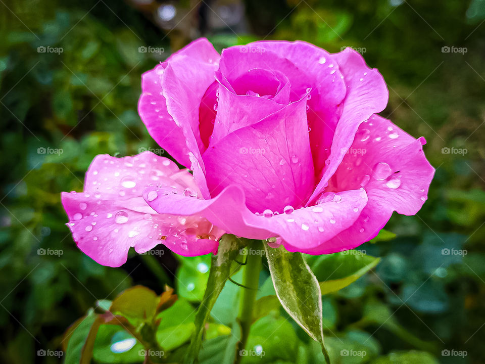 Impressive eligance of Rose enhanced aesthetic value of surroundings.