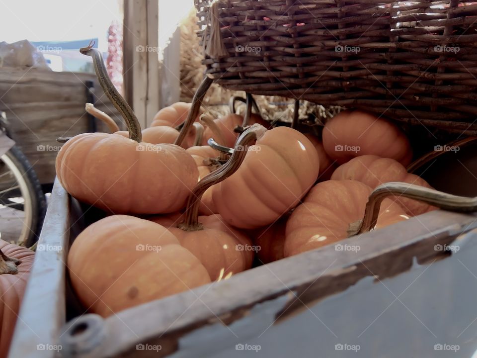 Close up of small pumpkins in wooden bin