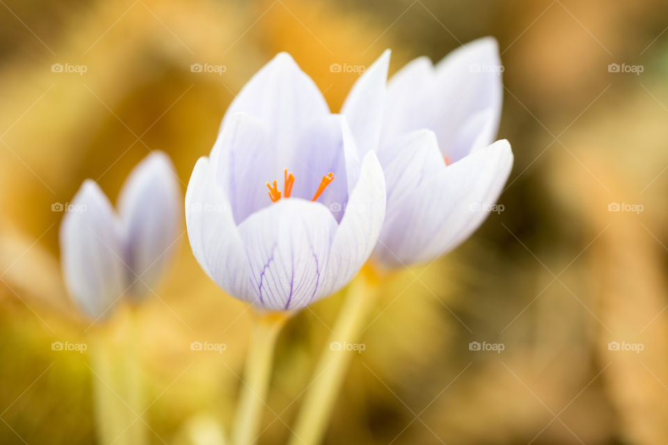 Close-up of a white flower