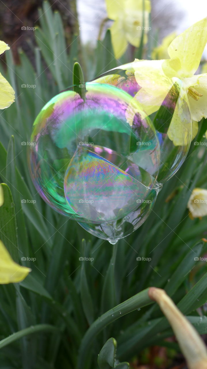 bubbles with daffodils