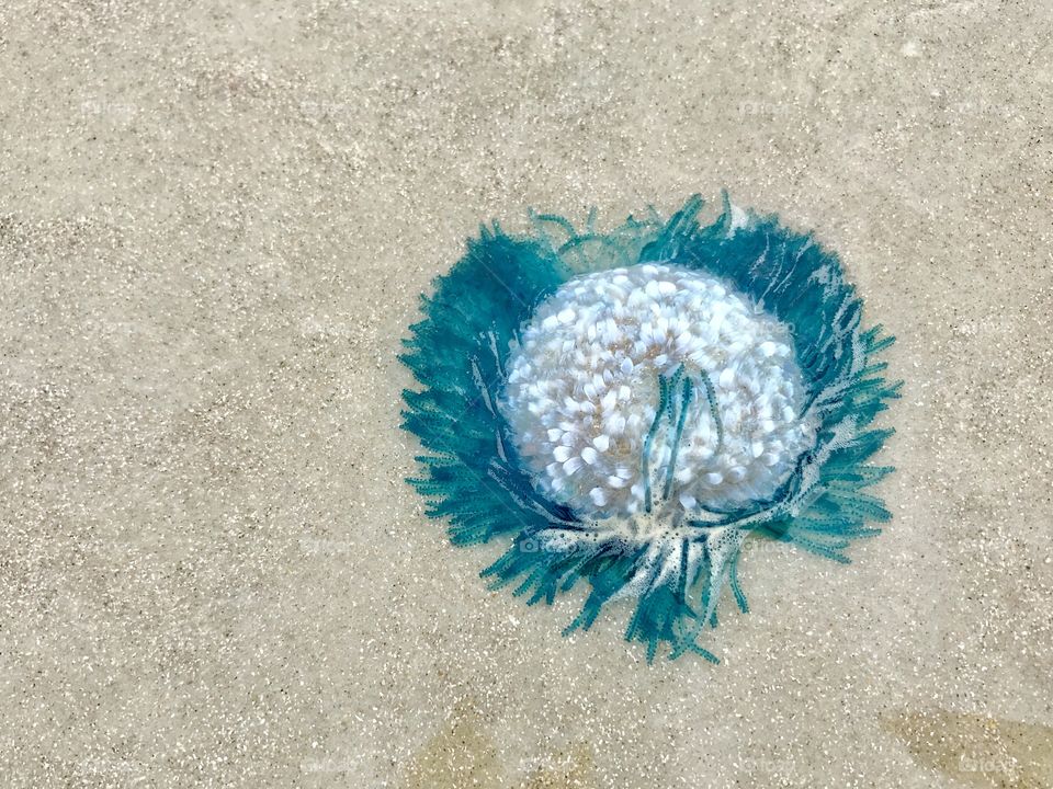 Blue button jellyfish 