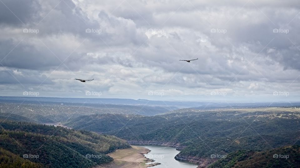 Two vultures flies over a river