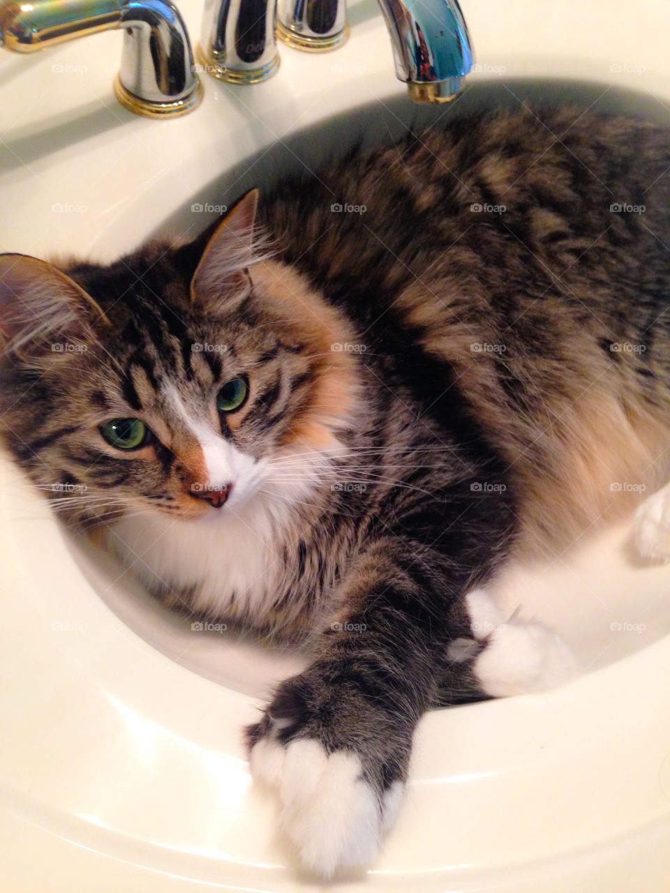 Sink Bed for Kitty