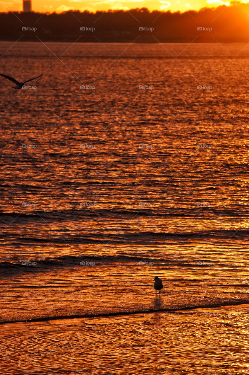 Seagulls in sunset