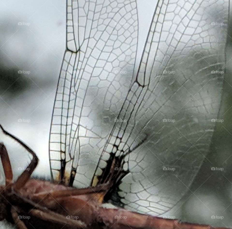 dragonfly wing