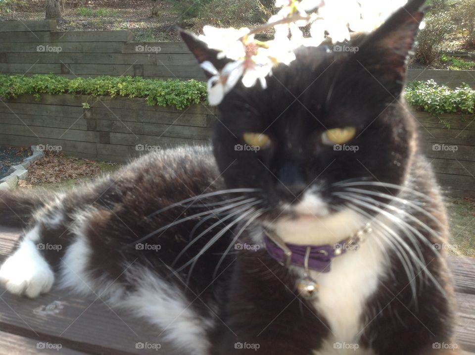 My black and white tuxedo cat enjoying the beautiful Spring day.