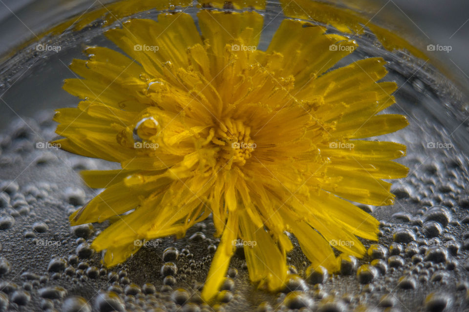 Yellow flower in water
