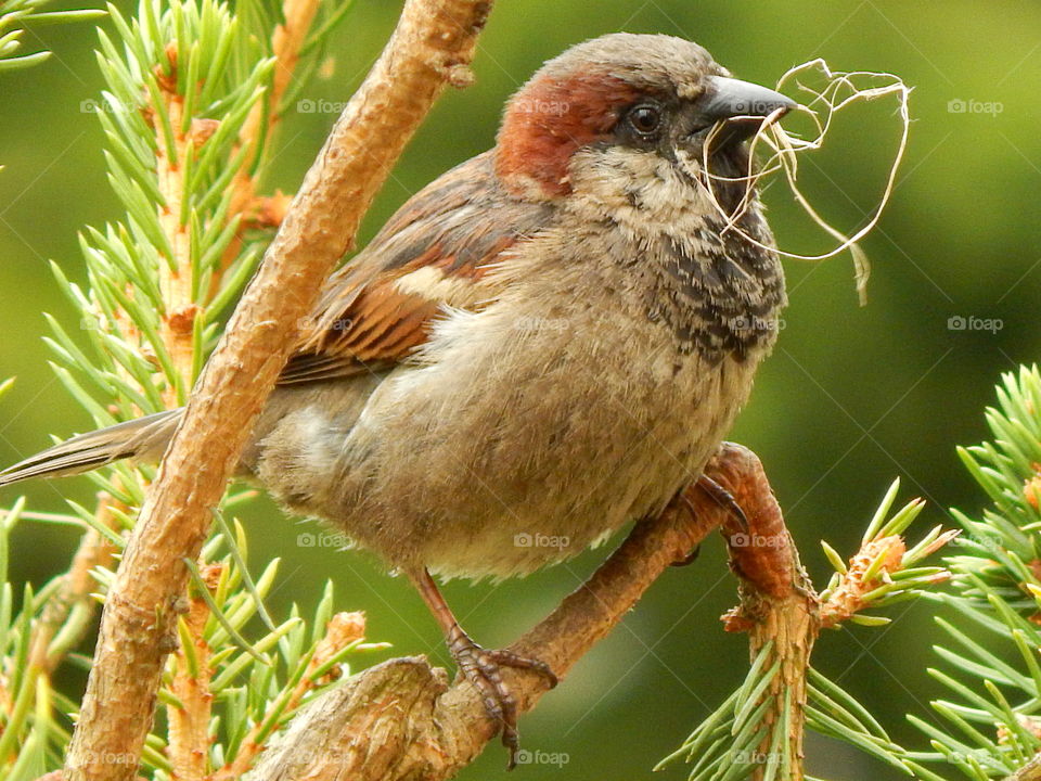 Spparrow is building house