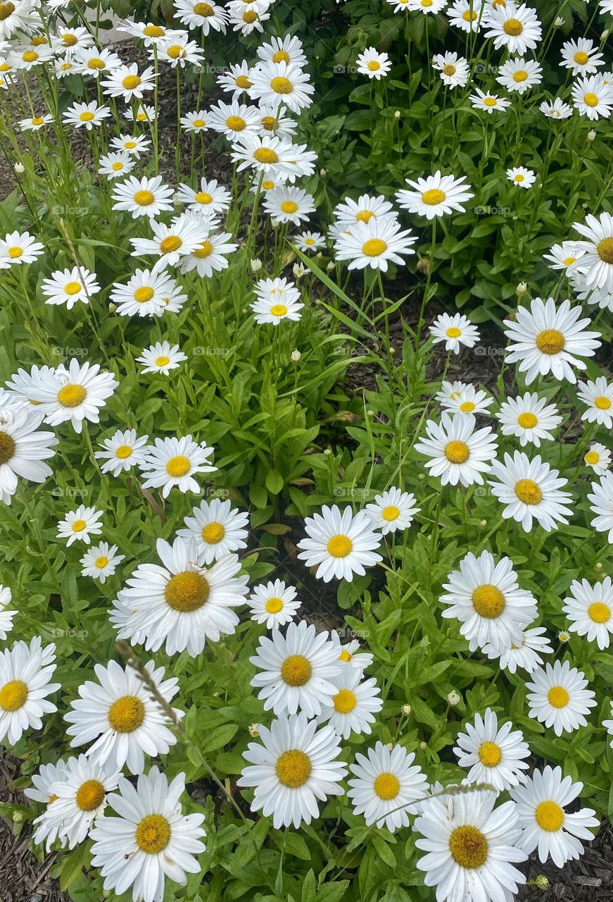 The flowers in the image are daisies. Daisies are known for their white petals and yellow centers. They are popular in gardens and are often associated with simplicity and cheerfulness.