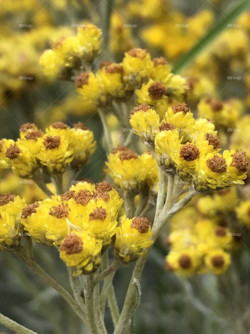 Clusters of beautiful yellow flowers. These flowers are no bigger than the head of a pin. They are vibrant and together creat stunning bushes. 