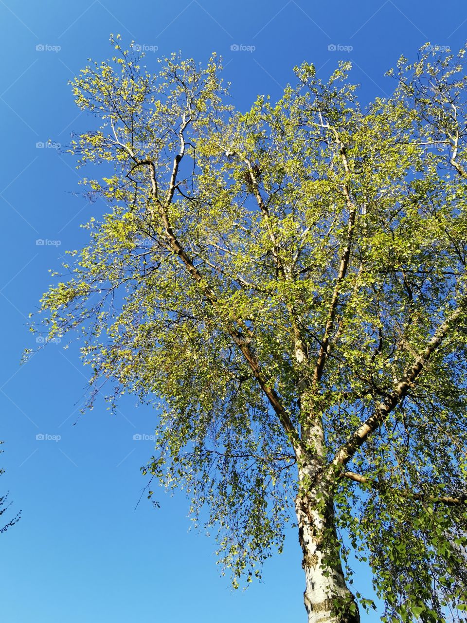 Birch tree in the sun