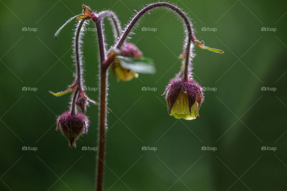 Close-up of wild flower on green background