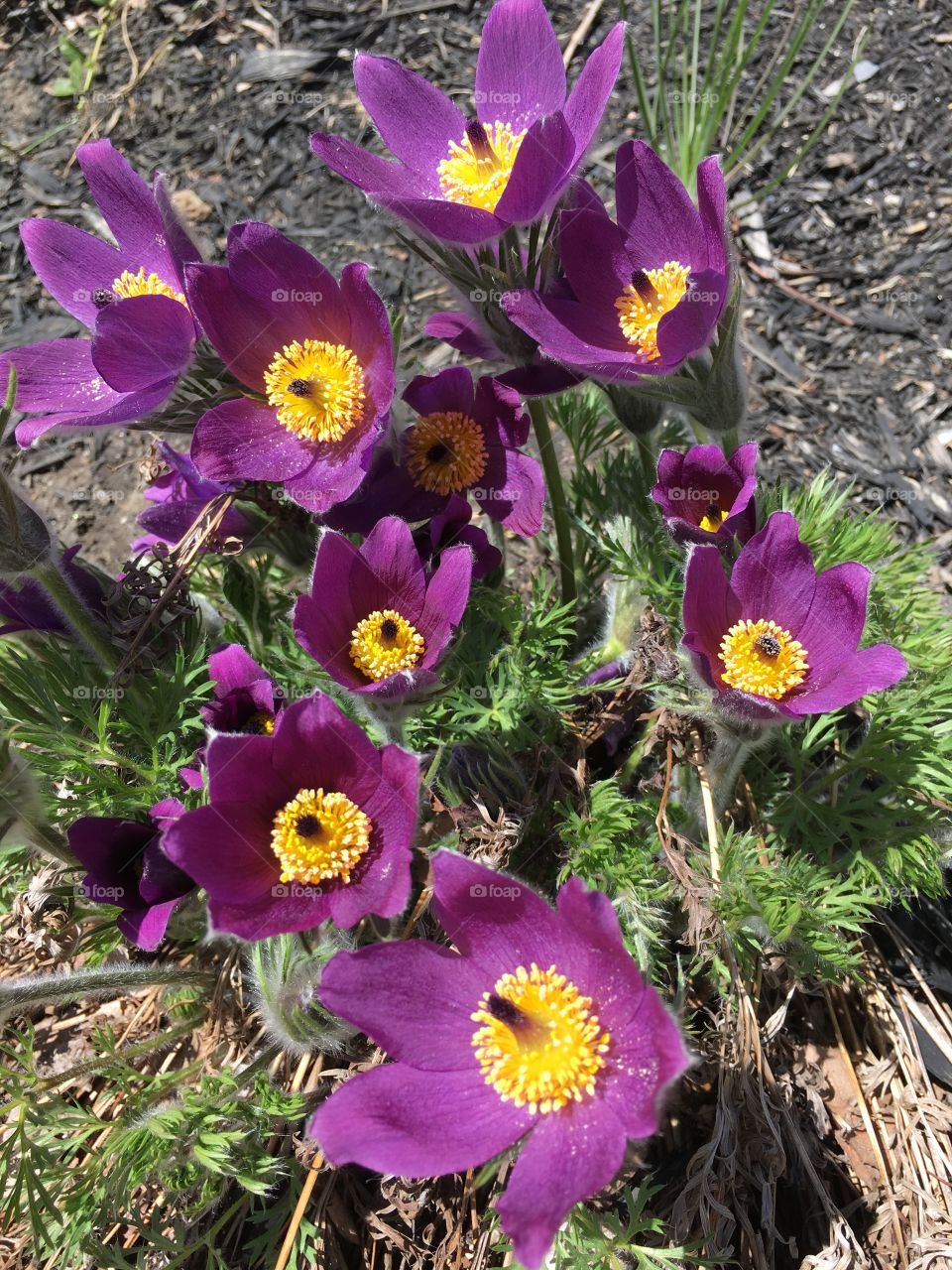 Purple flowers in early spring 