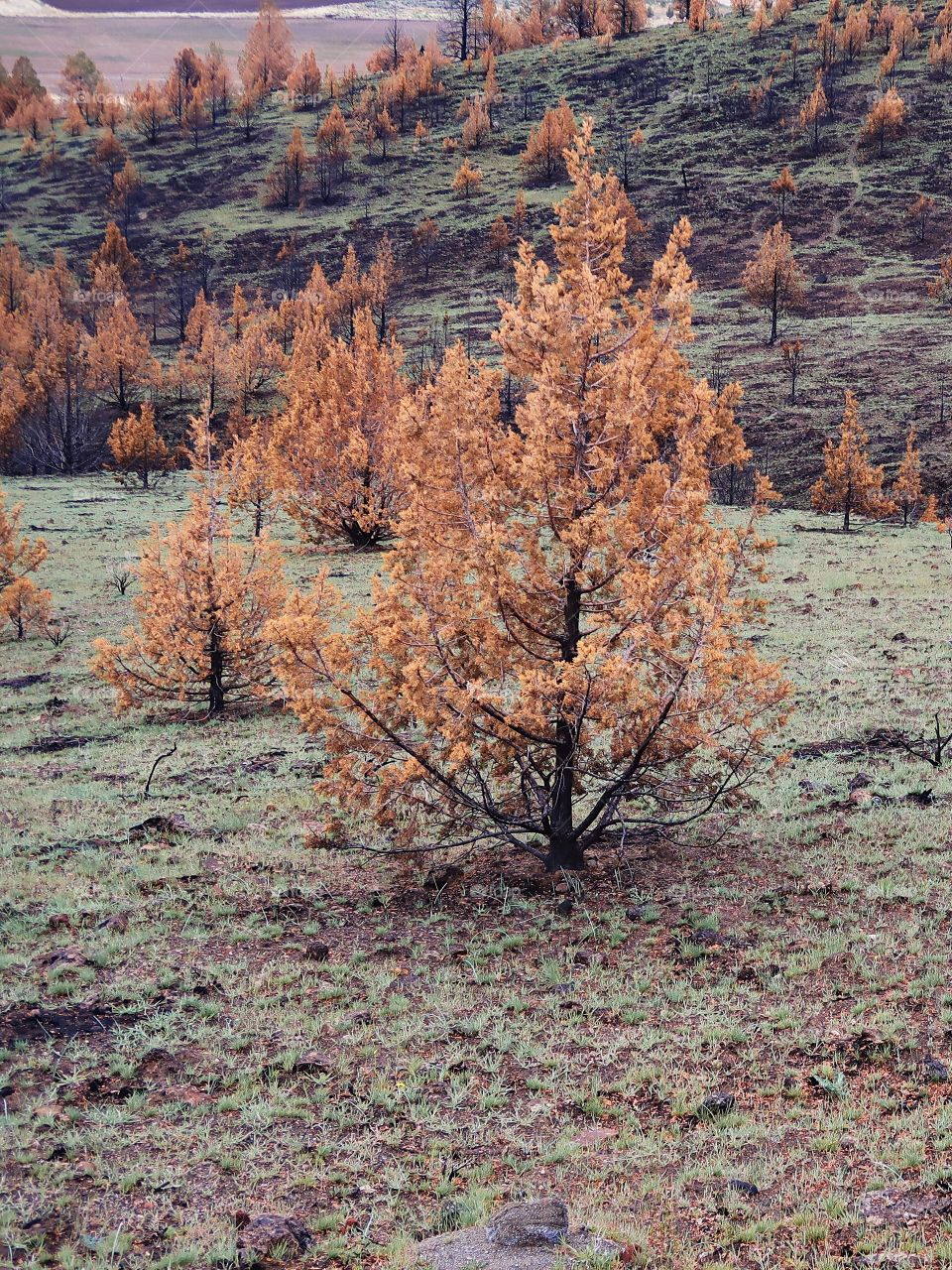 Wild grasses on a hillside began to grow again in spring contrasting with the juniper trees that are orange due to a fire the previous year. 