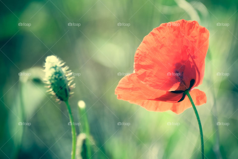 Close-up of red poppy