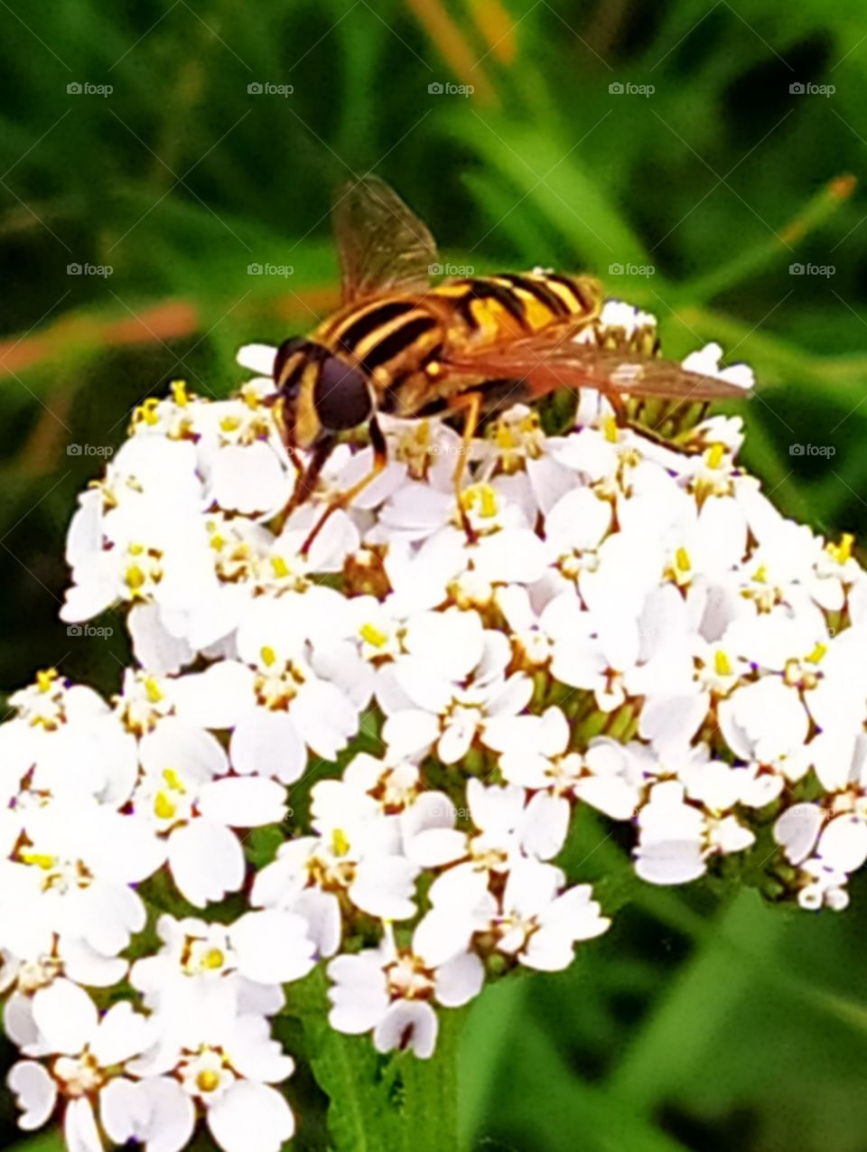 Wasp on a white flower