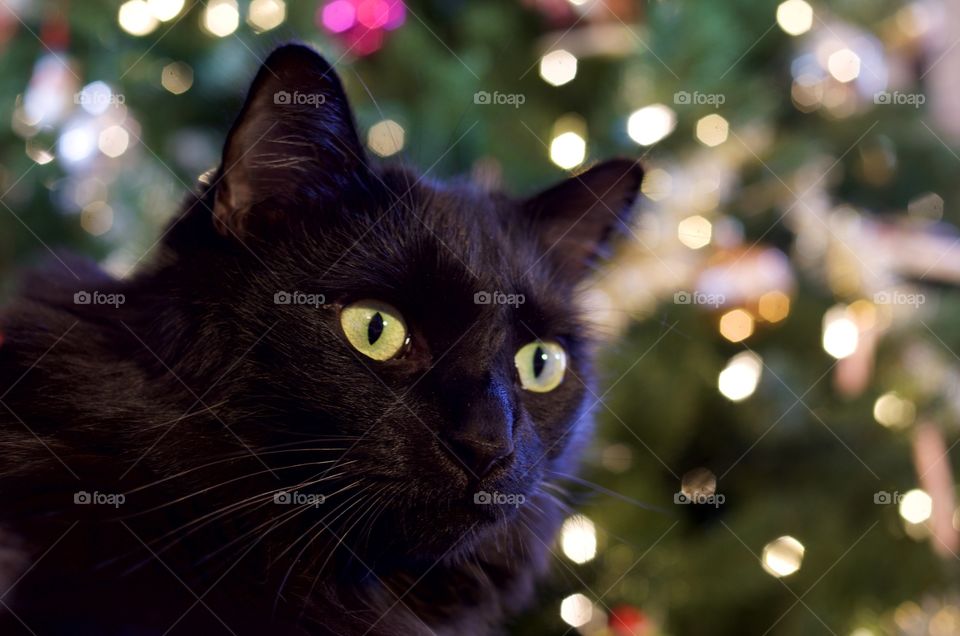 Cat in front of a Christmas tree