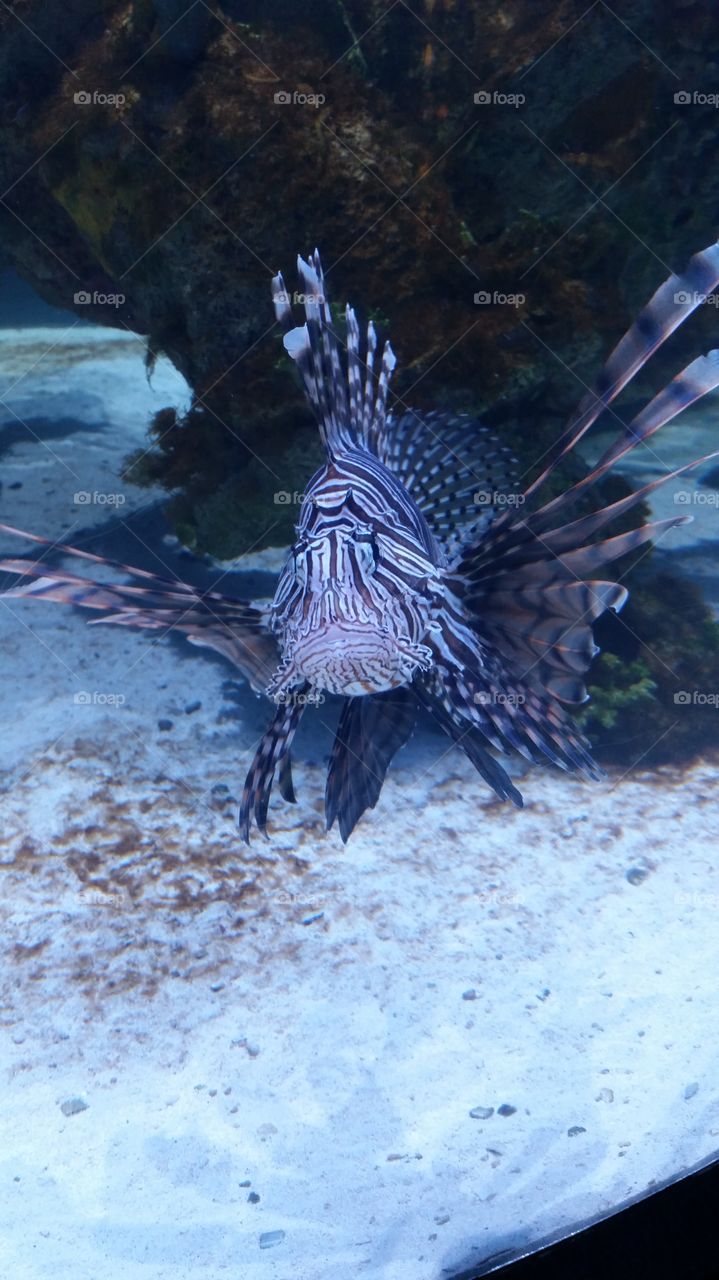 Lion Fish. This was at the first aquarium I had ever been to. I love the colors and pattern on this fish! Be careful not to touch the spine!