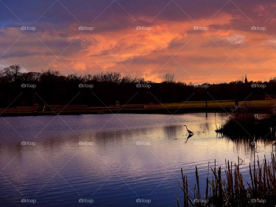 Great Egret Bird In A Pond Under A Colorful Sunset Sky