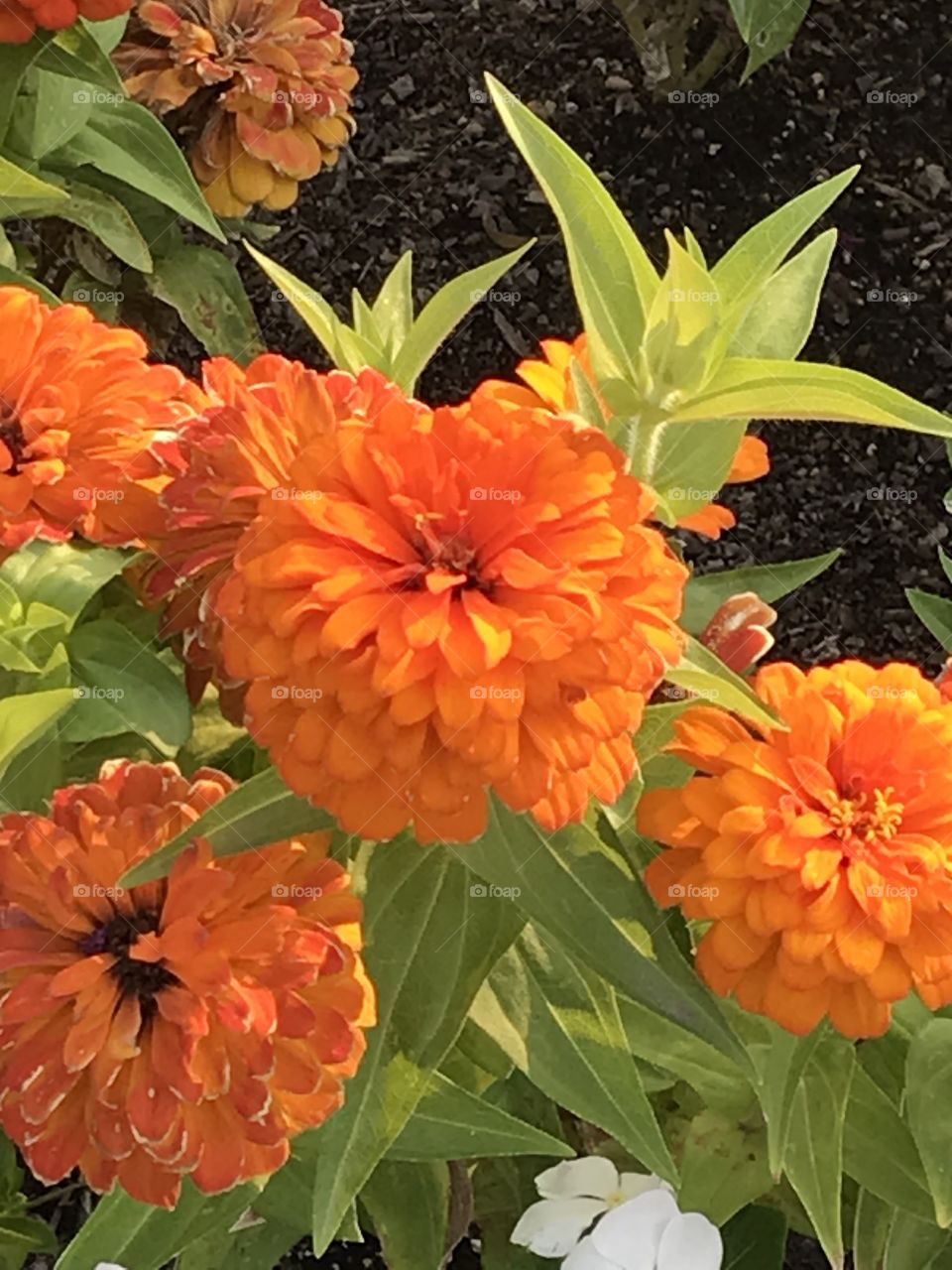 Beautiful flowers at church. The vivid color of these flowers are most definitely a sight for sore eyes that brightens one’s heart.