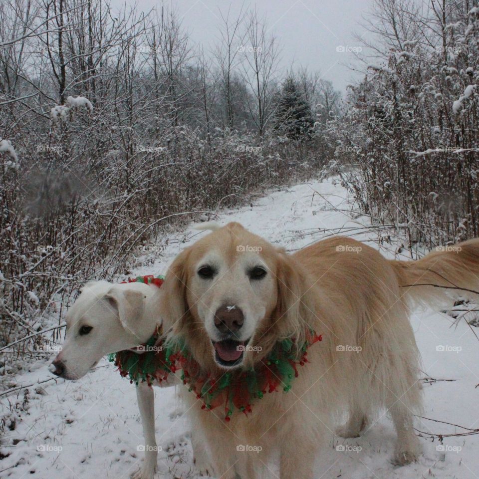 Happy dogs  trail walking