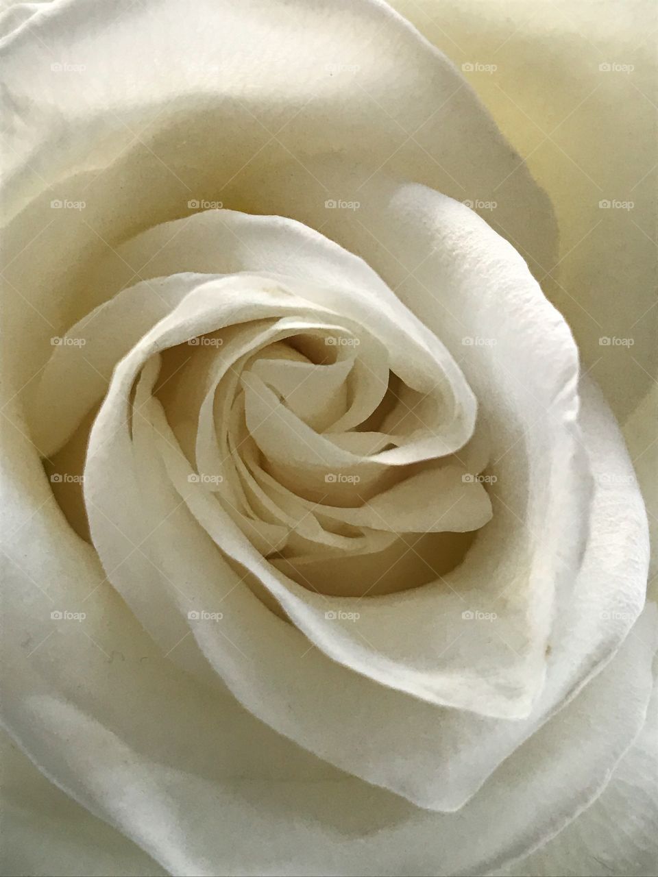 White Rose