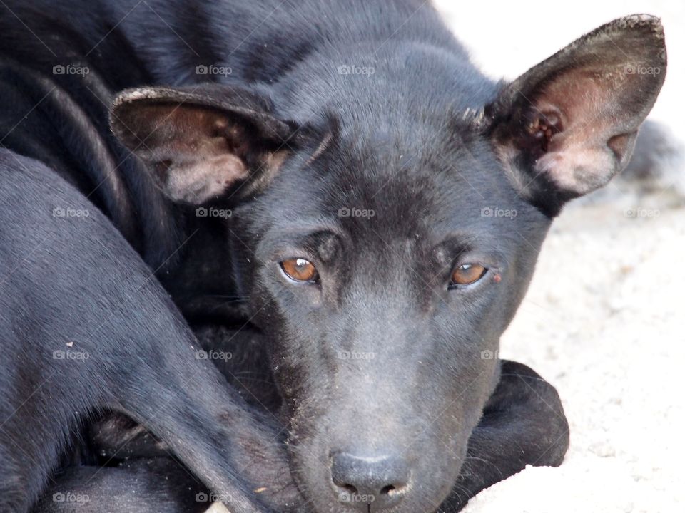 Close up of black dog