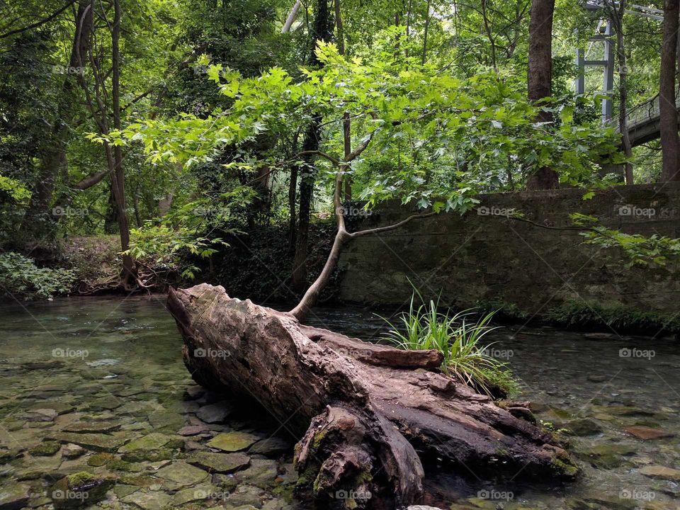 Wood, Water, Nature, Landscape, River