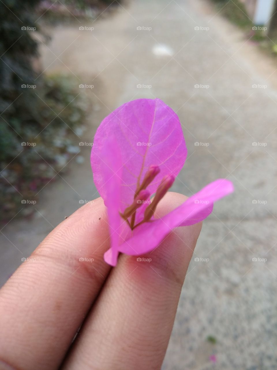 Flower