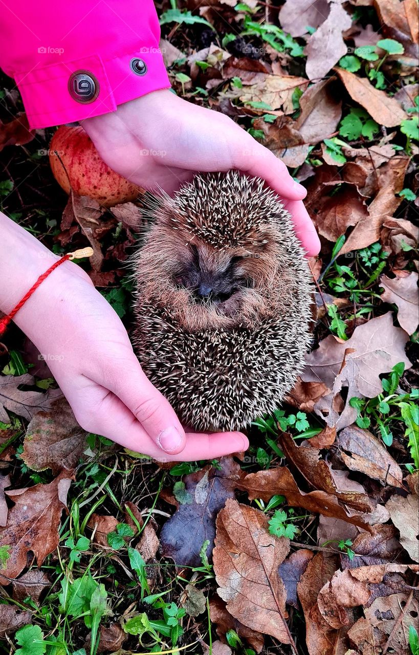 Hedgehog in the hands of