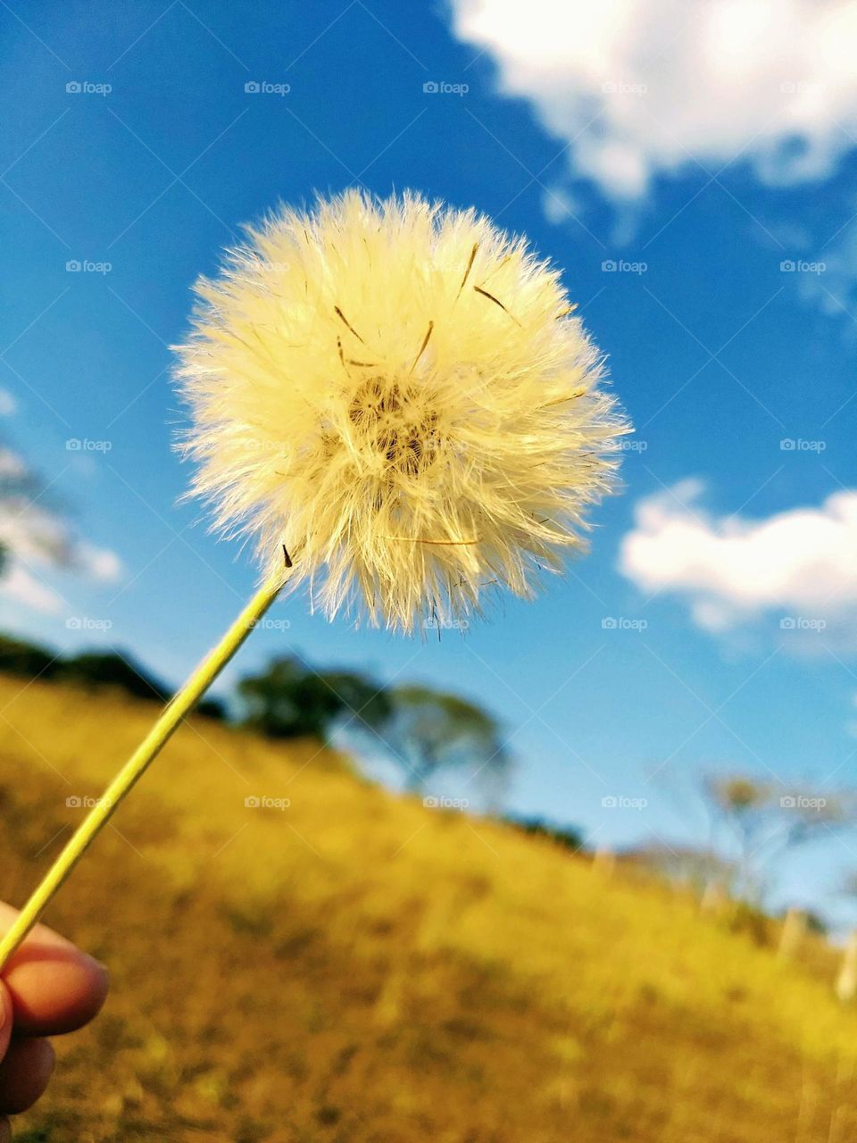 Delicate little flower, also known as dandelion, on a sunny afternoon with blue sky